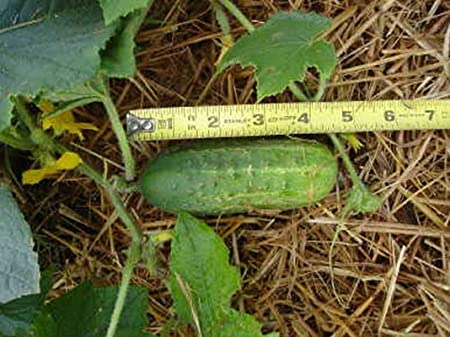 Cucumber - Cross Country pickling